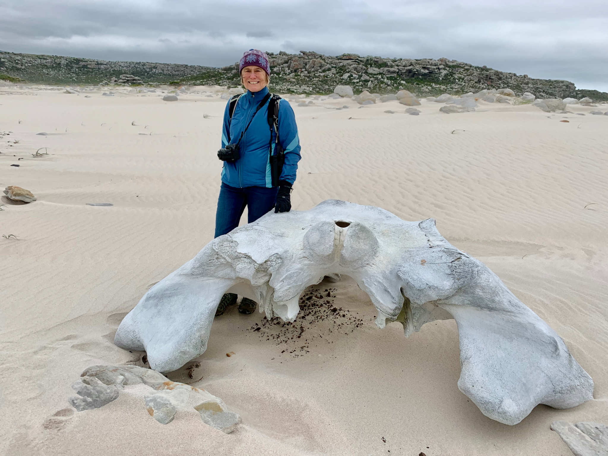 Whale skeleton